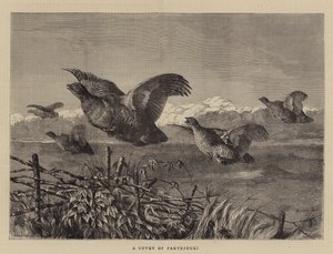 A Covey of Partridges
